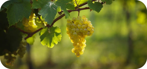 bunch of white wine grapes