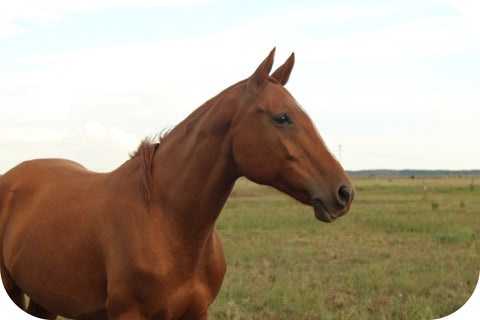 criollo horse in field