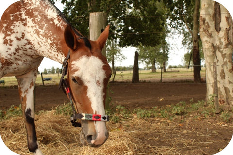 horse eating