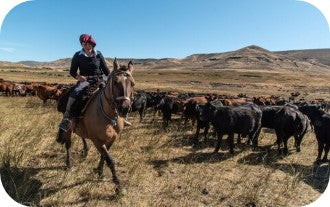 woman herding cattle