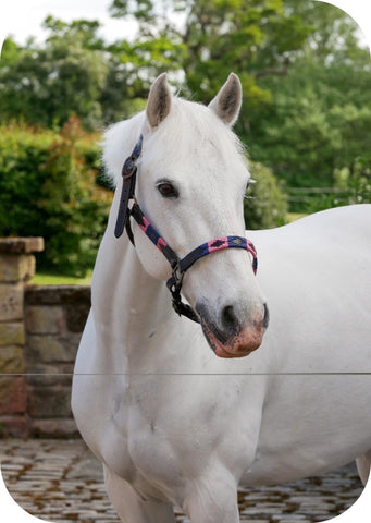 horse wearing a headcollar