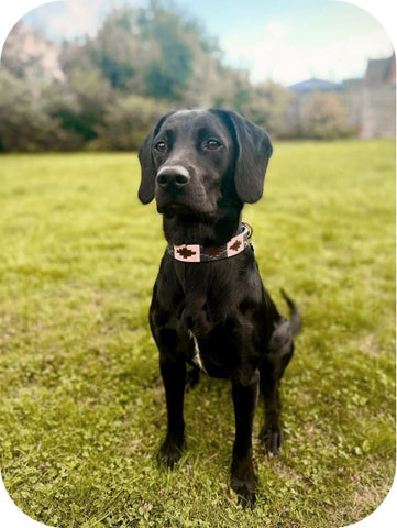 dog in a field