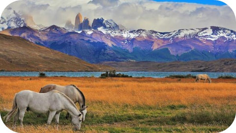 horses grazing in a field