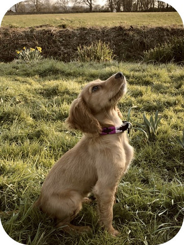 dog sitting in grass