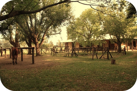 ranch house in the trees