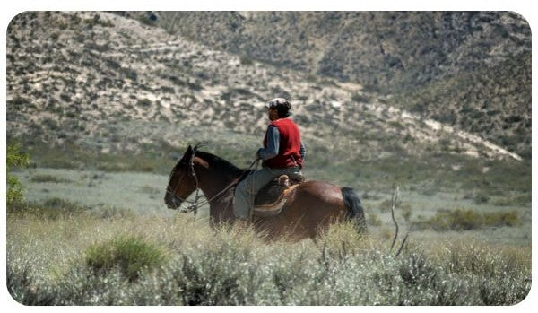 Gaucho in der Pampa