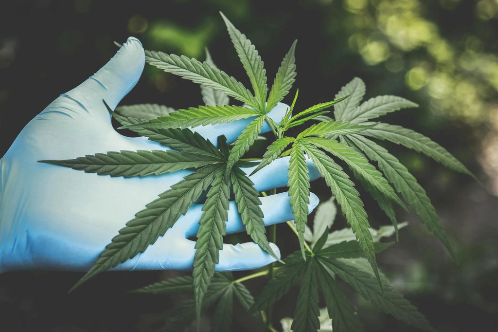 Researcher holding cannabis plant in gloved hand