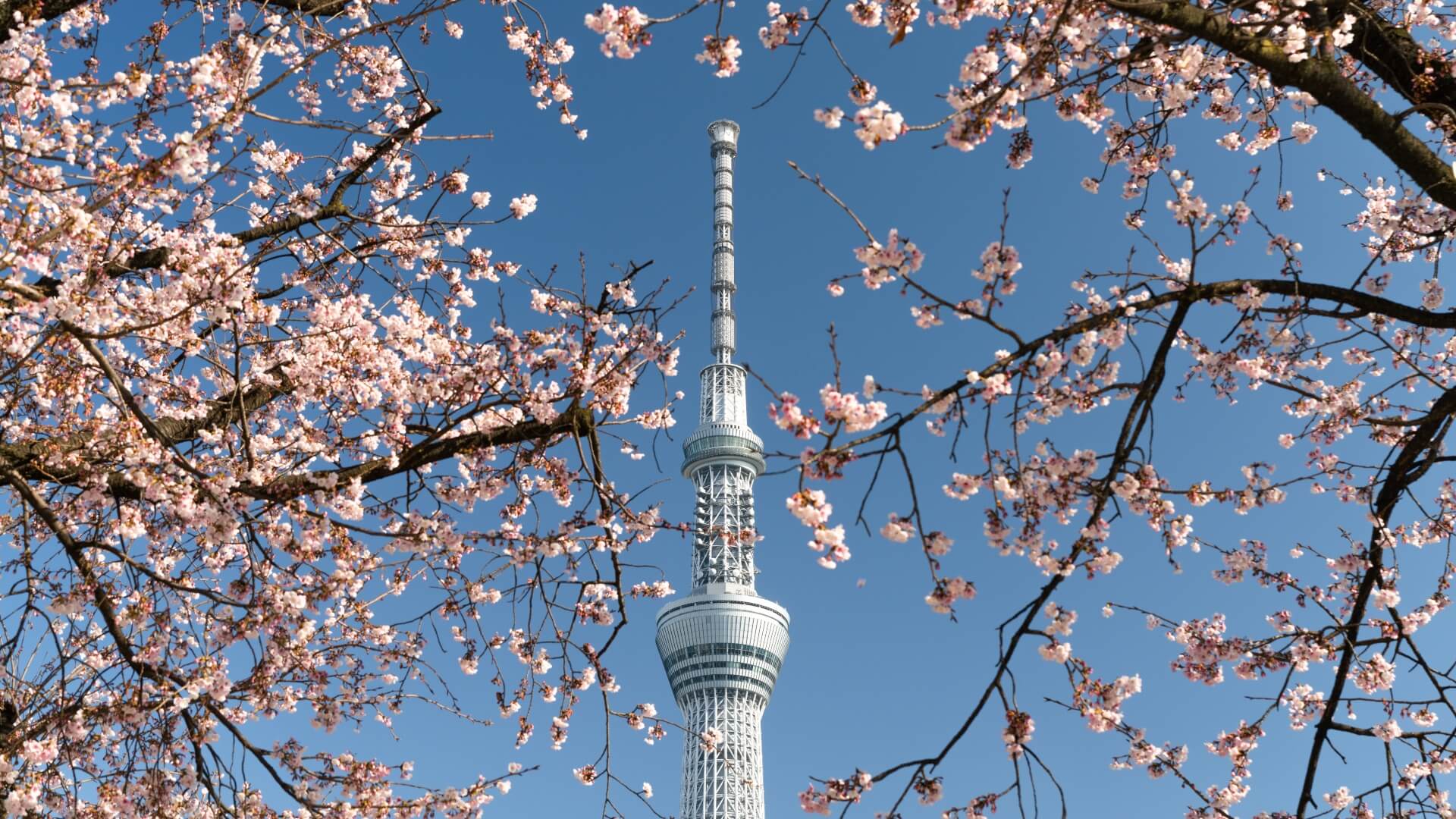 Tokyo Skytree: The Tallest Building In Japan