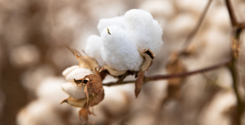A cotton plant holds a raw ball of cotton.