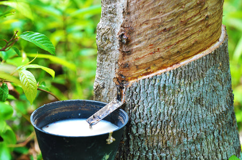A natural rubber tree is being harvest for its liquid rubber material, which is white and pours into a black bucket.