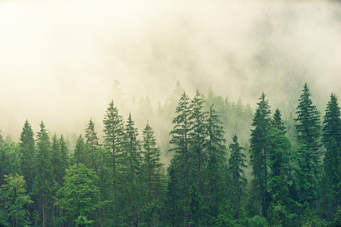 A green pine forest is enshrouded in layers of fog.