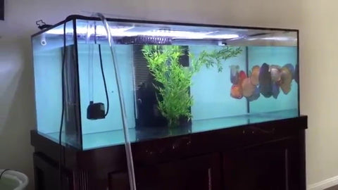 Discus tank water change