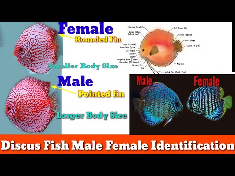 Discus fish sex