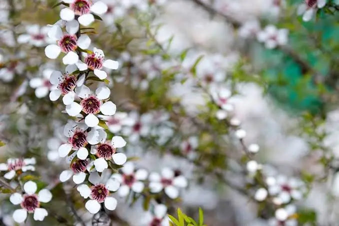 Our-12-Top-Favourite-NZ-Native-Plants-for-Skincare Bumble & Birdie NZ
