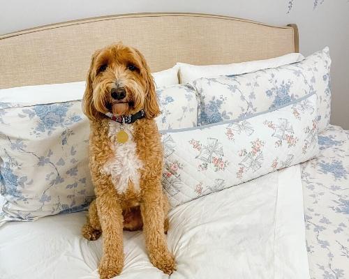 Dog on percale sheets