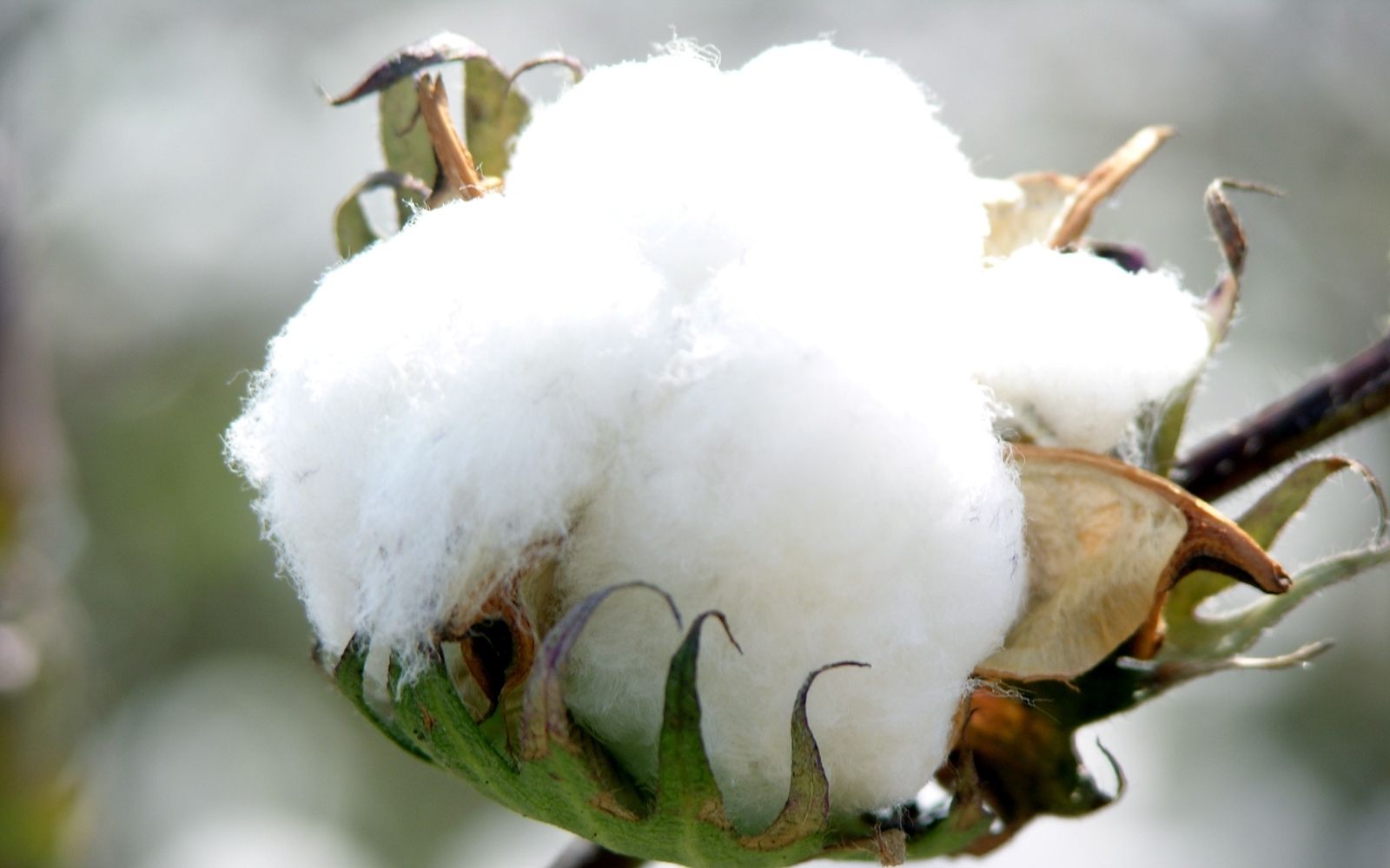 Supima cotton