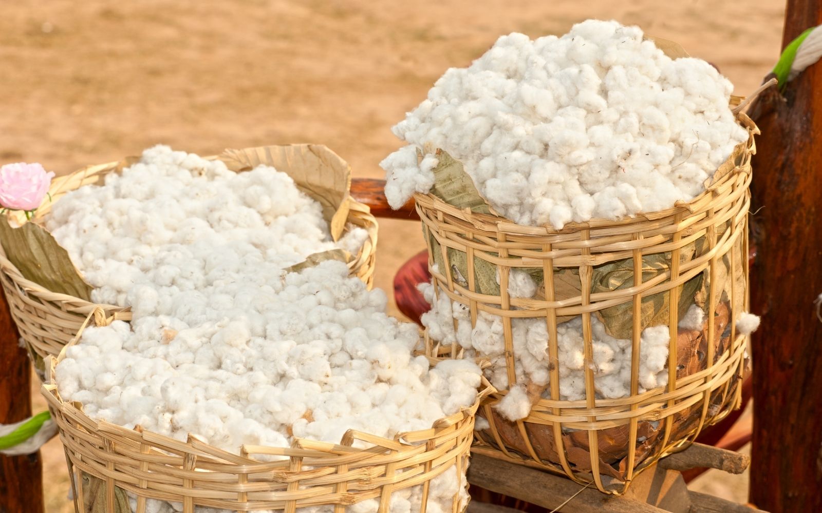 Unprocessed Supima cotton