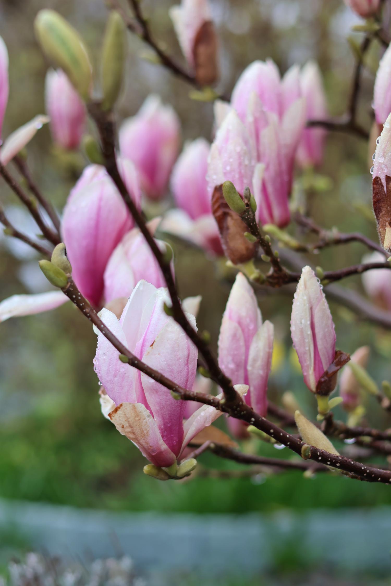 magnolia