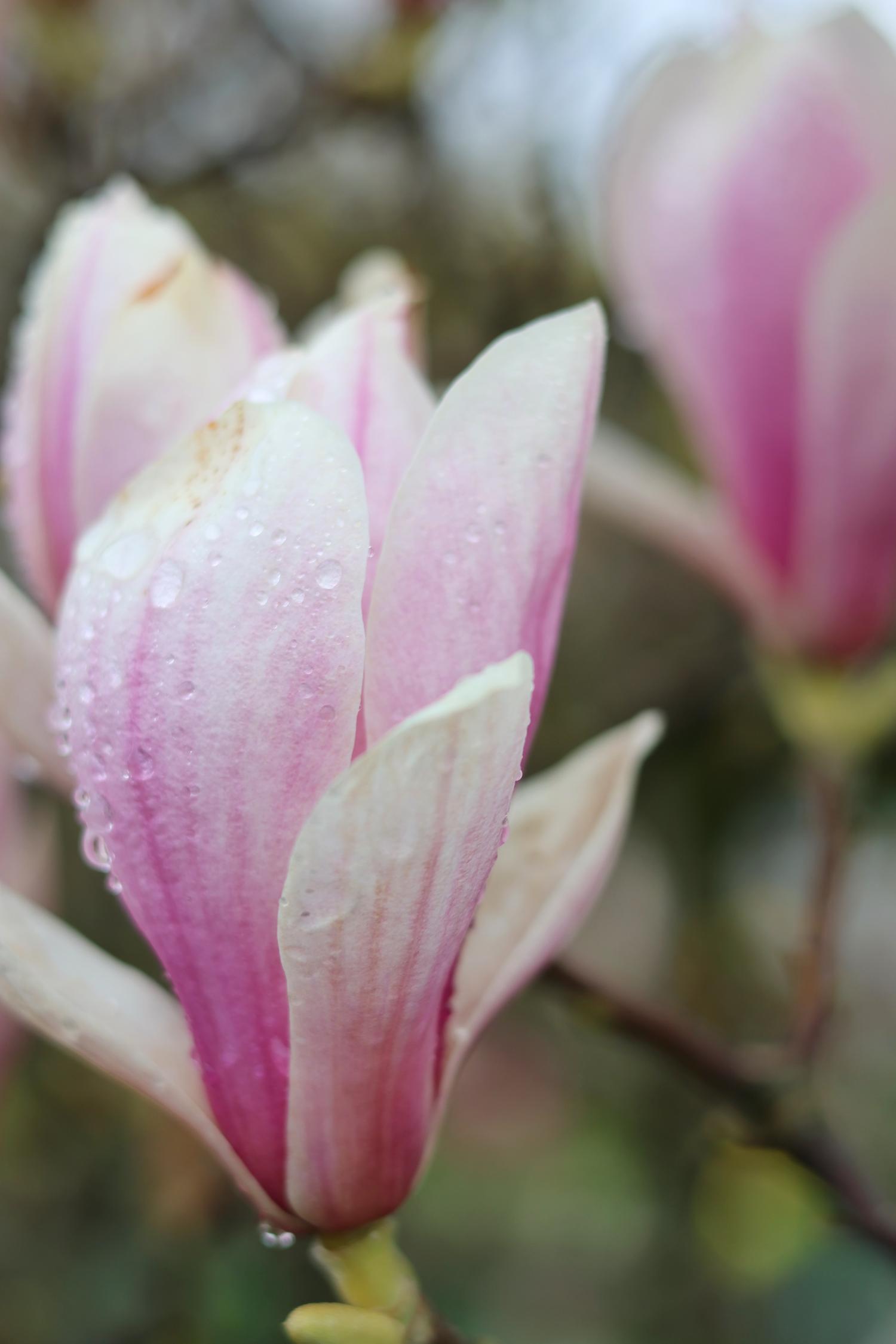 magnolia stems