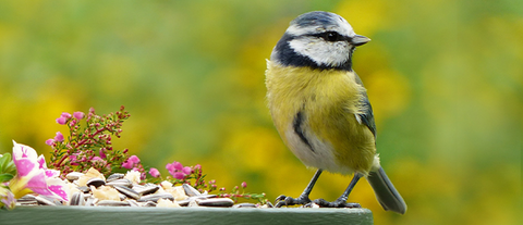 Bird Feeder Essentials: Comprehensive Bird Care Guide by Ronayne