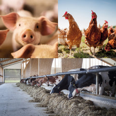 Fotomontage mit einem Schwein, Freiland-Hühnern und Kühen in einem modernen Stall