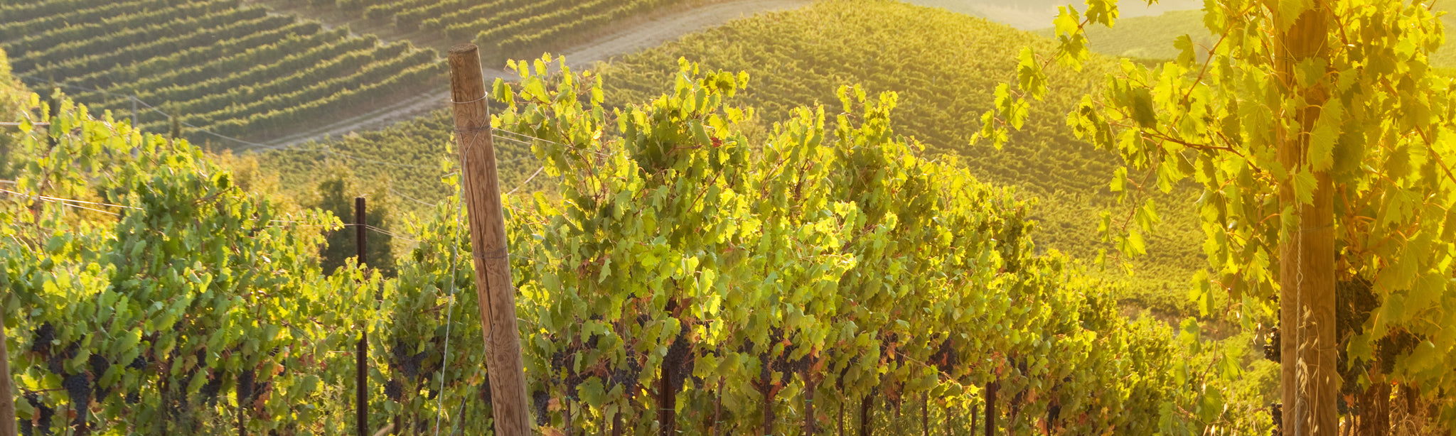 Weinreben mit blauen Trauben wachsen an einem Hang