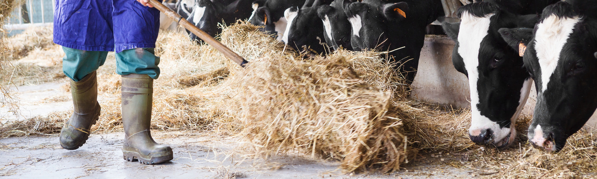 Ein Landwirt läuft durch den Stall und schiebt mit einer Heugabel den Rindern Heu zum Fressen hin