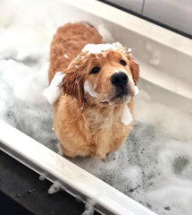 Puppy Dog having bath with a lot of foam