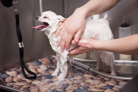 white dog having bath with a natural dog shampoo