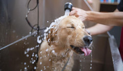 dog having bath a dog spa with natural dog shampoo