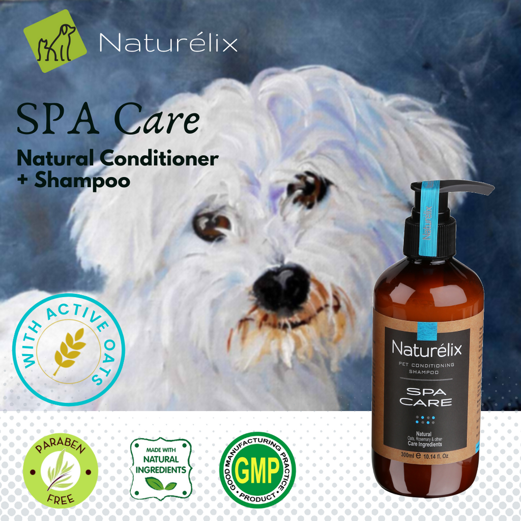 what is the best shampoo for itchy dogs