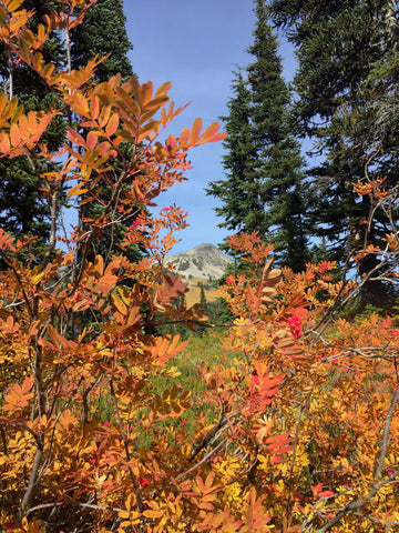 Fall leaves in Garibaldi Provincial park 