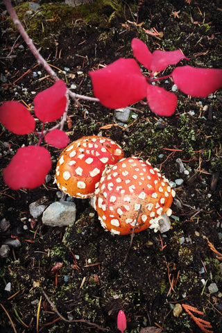 Whistler Mushrooms