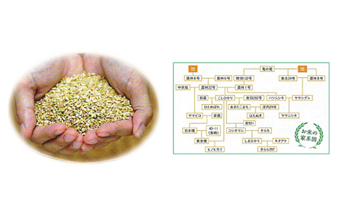 お米の家系図
