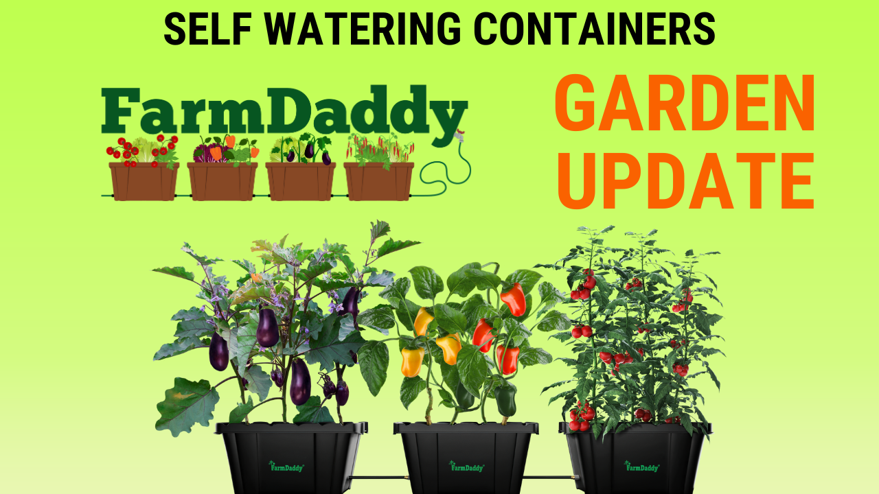 showcasing a FarmDaddy garden box garden