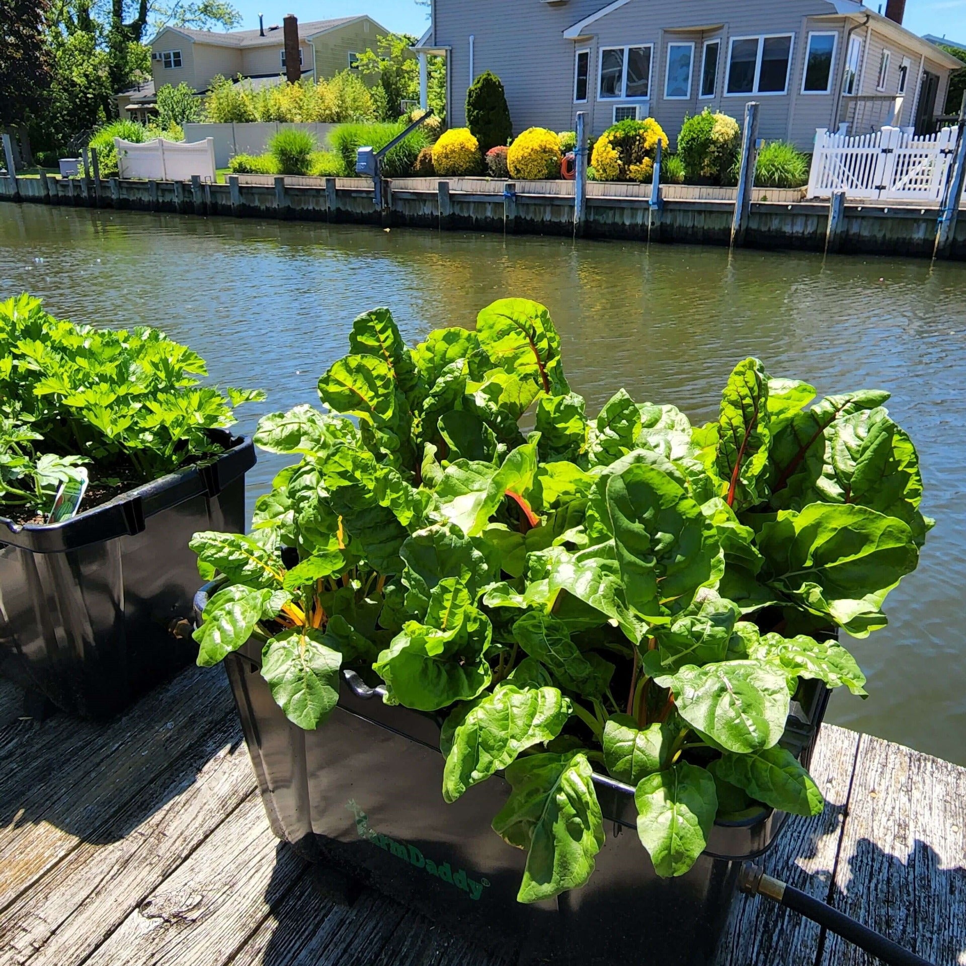 BENEFITS OF CONTAINER GARDENING — Logan's Garden Shop