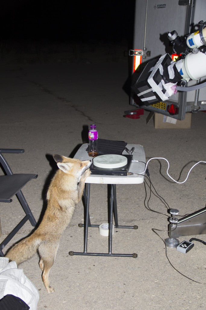 fox