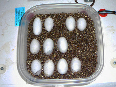 Big Eggs