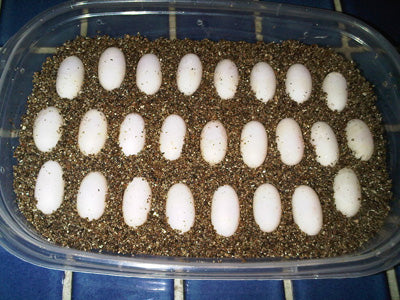 Bearded Dragon Eggs Set Up to Incubate