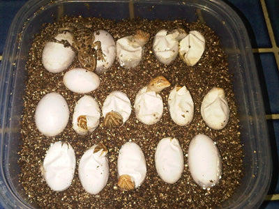 Bearded Dragon Eggs Hatching