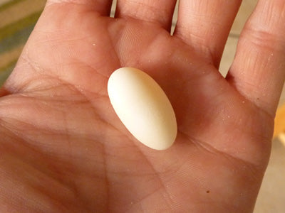 Fertile Bearded Dragon Egg
