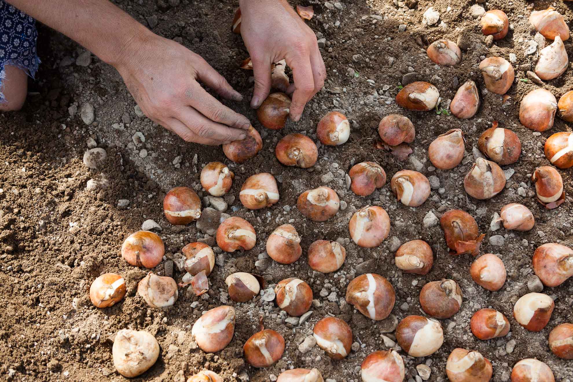 Quand et comment planter des bulbes de tulipes – Floramama