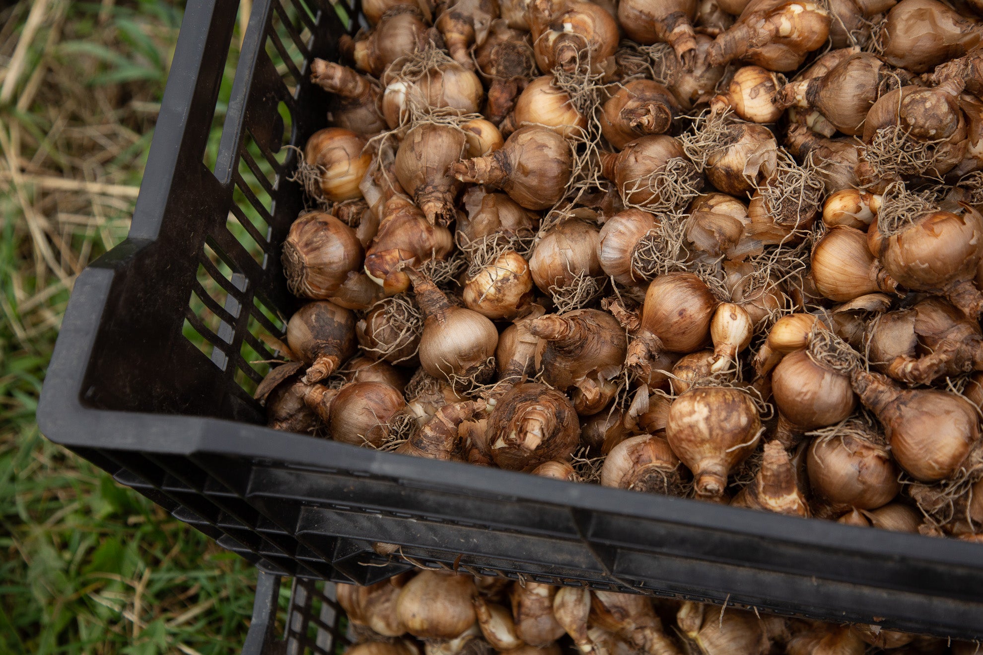 Quand et comment planter des bulbes de tulipes – Floramama