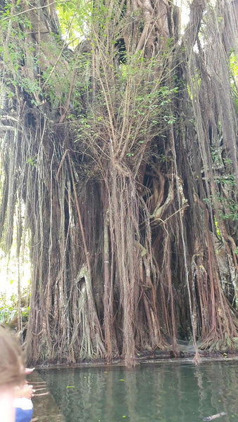 Balete Tree