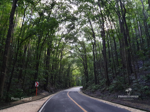 Man-Made Forest