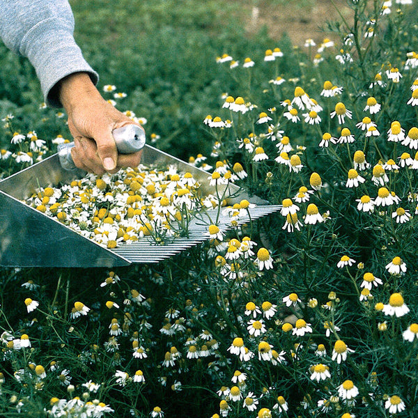 How Chamomile is Harvested