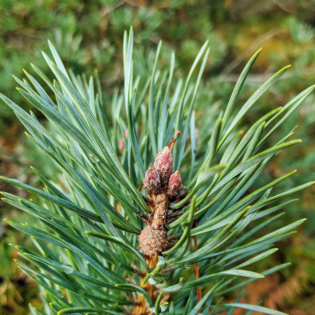 Pine Needle on Pine Tree