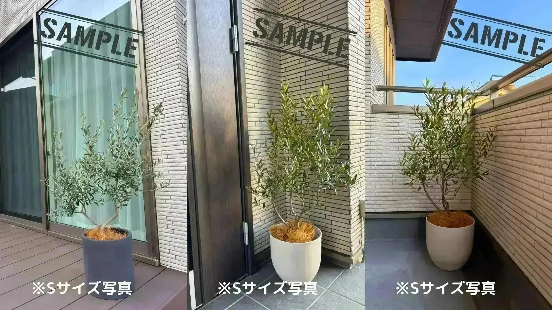オリーブの木ミッションの樹形1