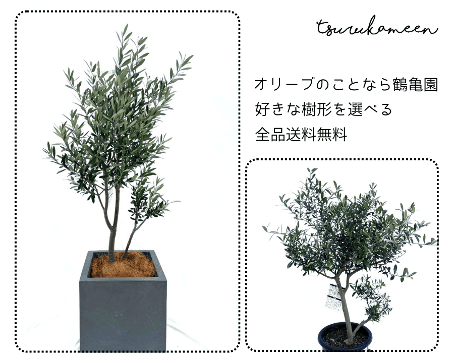 日当たりの良い場所に植えられたオリーブの木