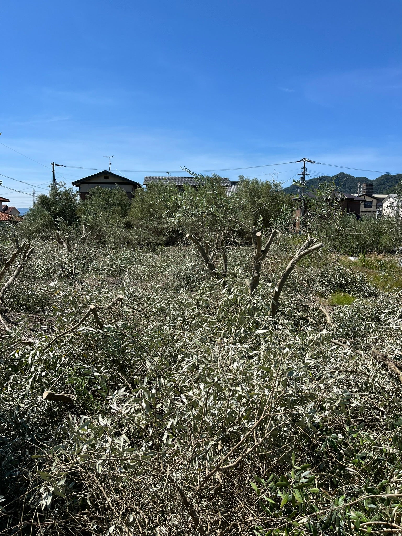 オリーブの木の剪定作業風景